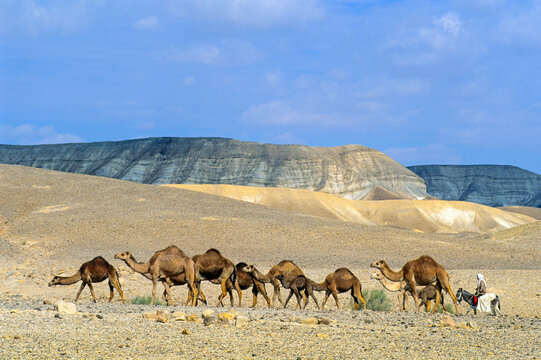 Herd of camels and bedouin riding donkey, Negev, Israel, Middle East, Western Asia