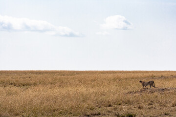 A cheetah actively searching for prey. Masai Mara, Kenya. © Victor