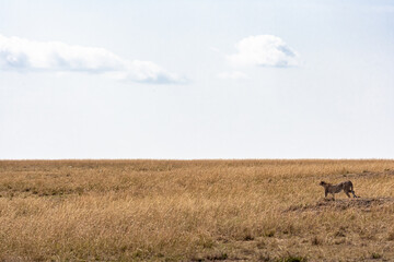 A cheetah actively searching for prey. Masai Mara, Kenya. © Victor
