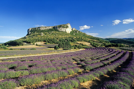 Lavender fields around Mevouillon, Drome department, region of Rhone-Alpes, France, Europe