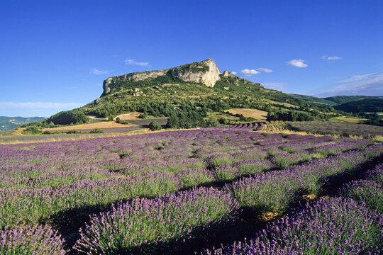 Lavender fields at the foot of the Rock of Mevouillon, Baronnies Natural Park, Drome department, Rhone-Alpes region, southeastern France, Europe