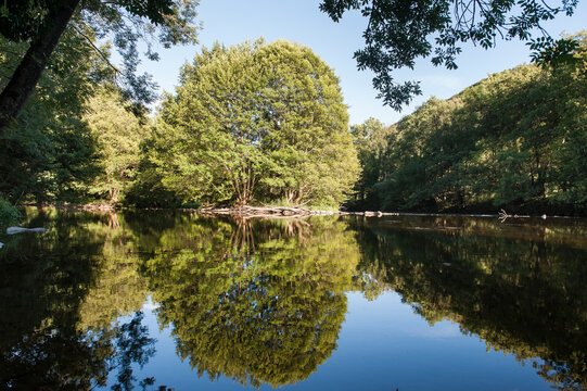 Alder trees on the Sioule River banks, Puy-de-Dome department, Auvergne-Rhone-Alpes region, France, Europe
