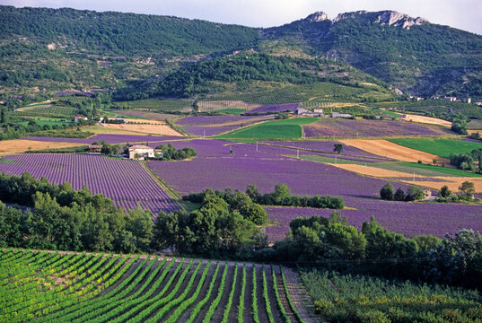 Lavender fields in the valley of Sainte-Jalle, Drome department, Rhone-Alpes region, southeastern France, Europe