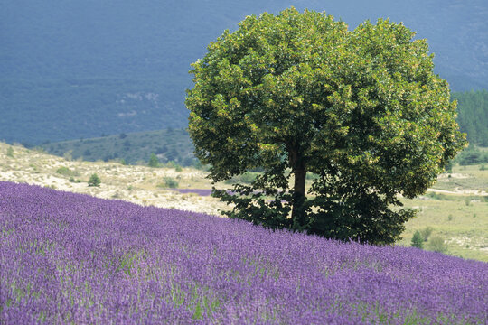 Tilia tree in a lavender field, Drome department, region of Rhone-Alpes, France, Europe