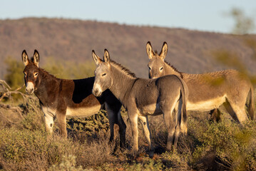 Wild Burros in the Arizona Desert in Winter