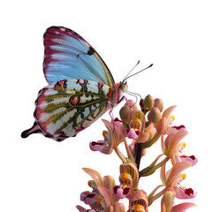 A vibrant blue and pink butterfly with intricate wing patterns rests delicately on a cluster of peach and magenta orchid blossoms. isolated PNG with Transparent Background