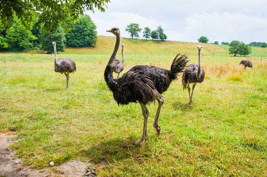 Ostrich farm, Autrucheland, Hauteville-sur-Fier, Haute-Savoie department, Rhone-Alpes region, France, Europe