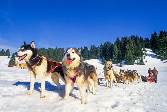 Siberian Husky, Sled dogs at Bellecombe, Jura department, Franche-Comte region of eastern France, Europe