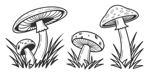 A detailed illustration of four mushrooms growing in a grassy field. Vector © Akshay