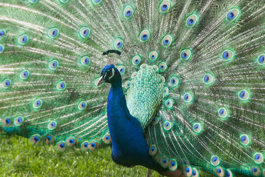 Indian peafowl or blue peafowl (Pavo cristatus), ZooParc de Beauval, Loir-et-Cher department, Centre-Val de Loire region, France, Europe