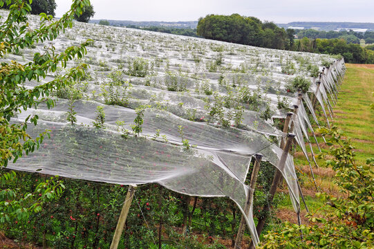 Apple orchard protected by net, near Bourges, Cher department, Centre-Val-de-Loire region, France, Europe