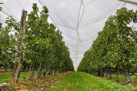 Apple orchard protected by net, near Bourges, Cher department, Centre-Val-de-Loire region, France, Europe