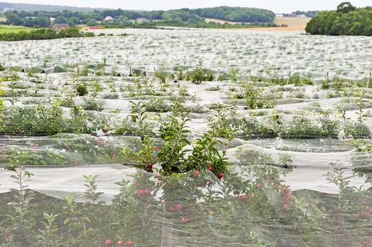 Apple orchard protected by net, near Bourges, Cher department, Centre-Val-de-Loire region, France, Europe