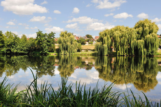 Willow trees on the Creuse river bank, Saint-Gaultier city, Indre department, province of Berry, region of Centre, France, Europe