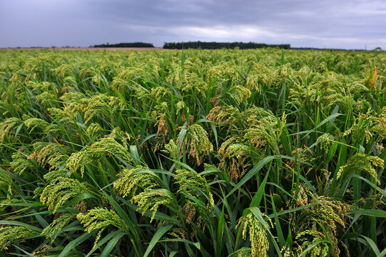 Millet field, Loiret department, Centre-Val-de-Loire region, France, Europe