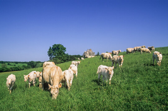 Cattle on pasture near the Manor of Vonnes (named 'Clochegourde' in the novel ' Le Lys dans la vallee' by Balzac), Pont-de-Ruan, France