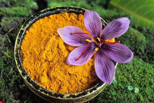 Saffron powder, Loiret department, region of Centre, France, Europe