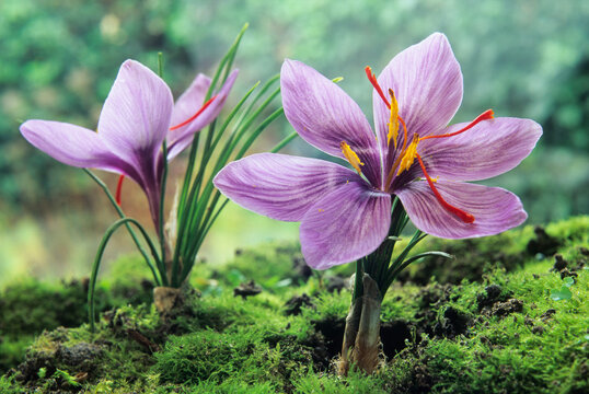 Saffron flowers (crocus sativus), Loiret department, region of Centre, France, Europe