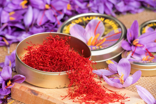 Saffron flowers and stigmas ( (crocus sativus), Loiret department, region of Centre, France, Europe
