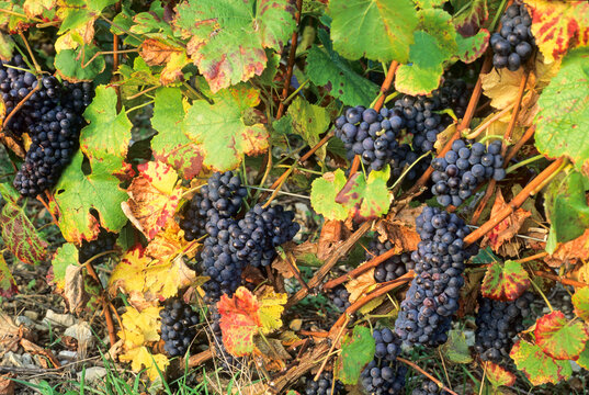 Pinot grape, vineyards, Aube department, Champagne-Ardenne region, France, Europe