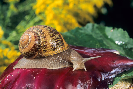 Snail, Helix Aspersa Maxima, Aube department, Champagne-Ardenne region, France, Europe