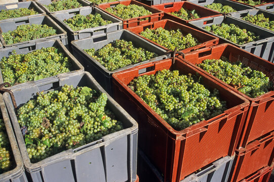 Chardonnay grapes harvesting in Champagne vineyards, Marne department, Champagne-Ardenne region, France, Europe