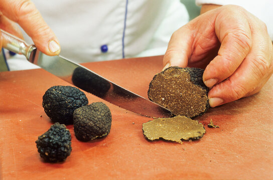 Burgundy truffle Haute-Marne department, Champagne-Ardenne region, France, Europe