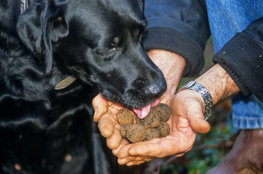 Truffle dog, Burgundy truffle gathering, Haute-Marne department, Champagne-Ardenne region, France, Europe