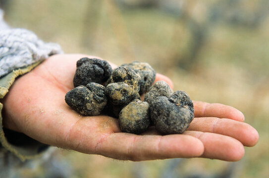 Burgundy truffle Haute-Marne department, Champagne-Ardenne region, France, Europe