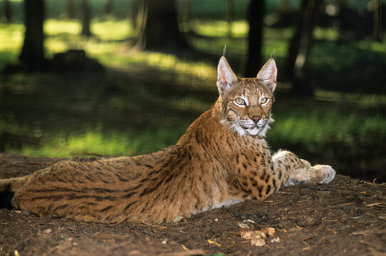 Eurasian lynx, lynx lynx, wildlife park of Sainte-Croix, Moselle department, Lorraine region, France, Europe