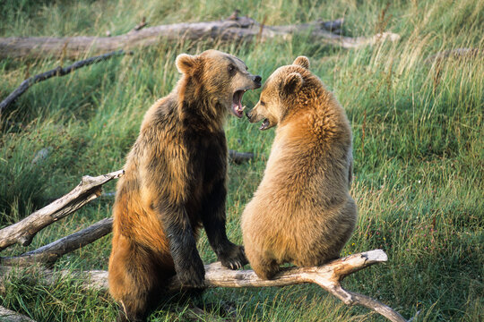 Brown bear, ursus arctos, wildlife park of Sainte-Croix, Moselle department, Lorraine region, France, Europe
