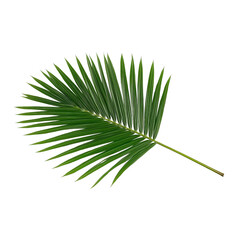 Obraz premium Green Palm Leaf with Pointed Segments Isolated isolated on a transparent background