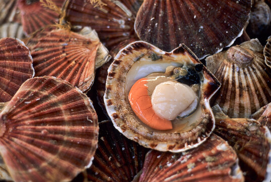 King scallop, Pecten maximus, Port-en-Bessin, Calvados department, Lower Normandy region, Northwestern France