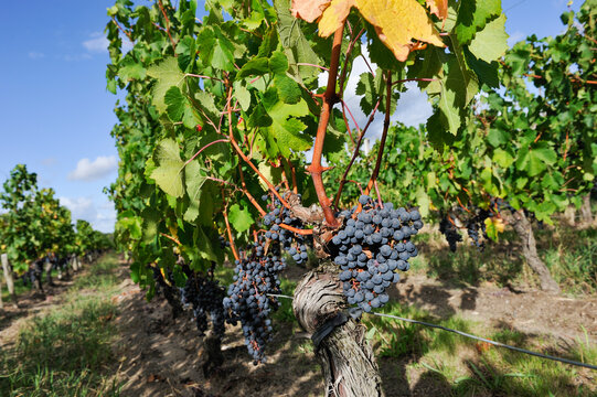Cabernet grapes, vineyard in Pomerol, Gironde department, Aquitaine region, south-western France, Europe