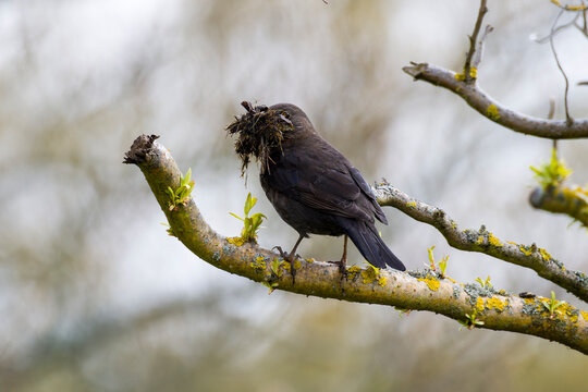 Amsel mit Nistmaterial beim Nestbau