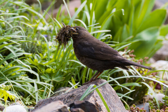 Amsel mit Nistmaterial beim Nestbau
