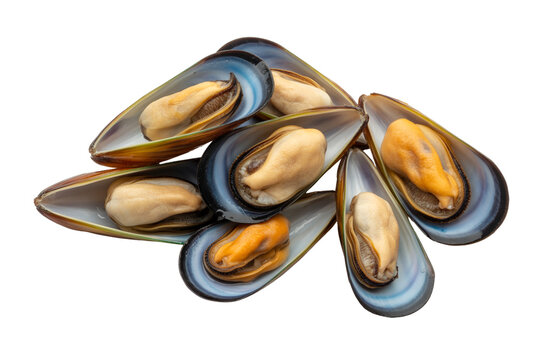 Fresh Mussels Seafood Isolated on Transparent Background