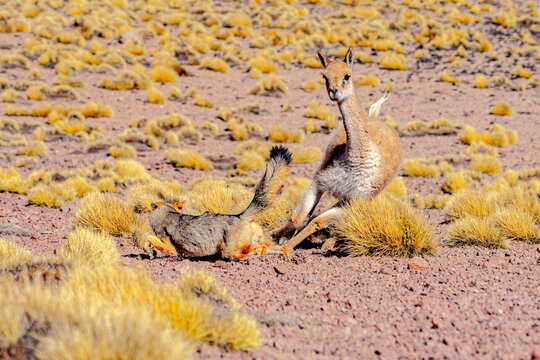 South American gray fox and vicuna interacting in the dry landscape, Puna, Argentina