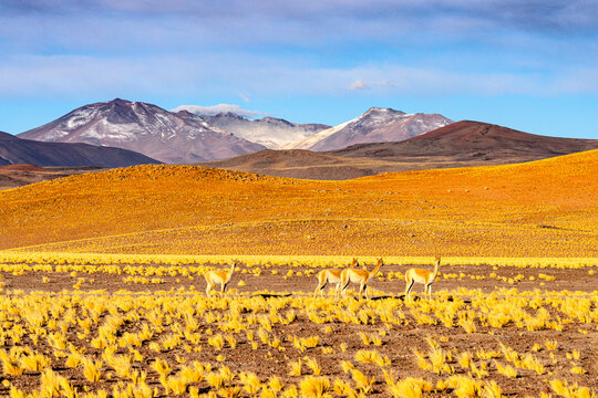 Vicuas among yellow shrubs, Puna, Argentina