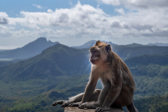 A long-tailed Macaque monkey (macaca fascicularis) in the dramatic Black River Gorges National Park on the exotic island of Mauritius in the Indian Ocean
