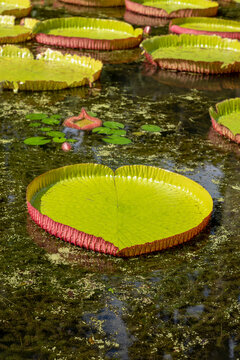 Giant Waterlilly plants (Victoria amazonica) in Pamplemousses Garden, also known as Sir Seewoosagur Ramgoolam Botanical Garden, Mauritius
