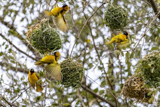 Black-headed weaver, Pain Upe wildlife reserve, Uganda