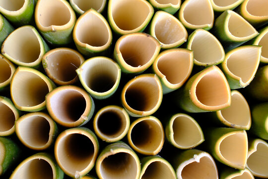 Hollowed bamboo for cooking rice. Kontum. Vietnam.