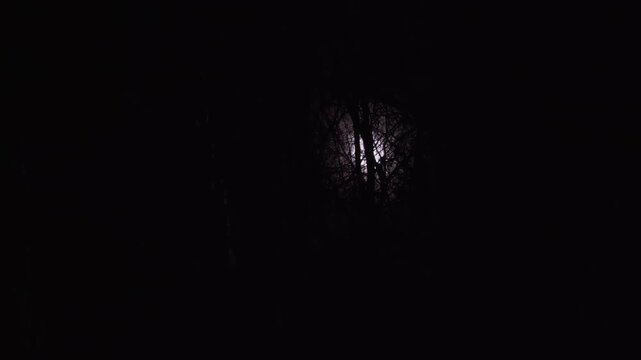 A dramatic view of a bright full moon seen through a thicket of bare winter tree branches. The glowing moonlight contrasts sharply against the pitch-black night sky in a forest. 