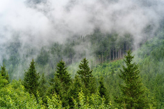 View of cloud amongst pine trees at Krimml Waterfalls during summer, Krimml Waterfalls, Hohe Tauern National Park, Salzburger Land, Austria, Europe
