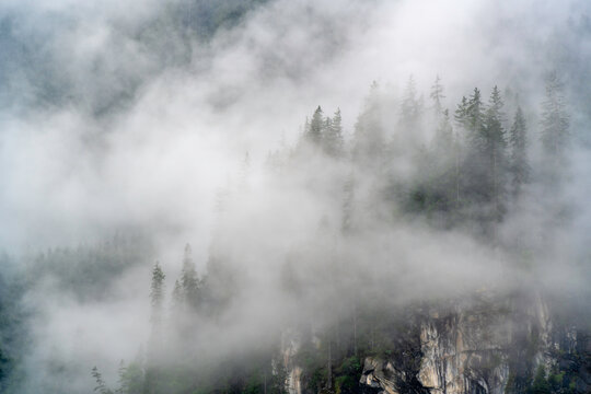 View of cloud amongst pine trees at Krimml Waterfalls during summer, Krimml Waterfalls, Hohe Tauern National Park, Salzburger Land, Austria, Europe