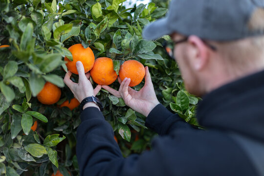Man picking oranges from a tree. Harvesting oranges. Selective focus.