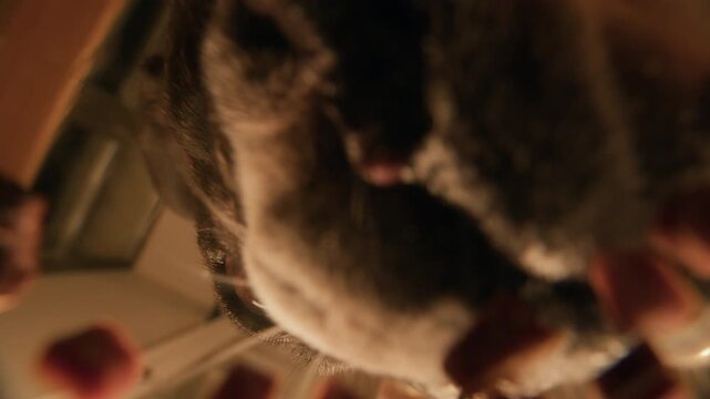 POV shot from dog bowl of hungry French bulldog eating pet food in kitchen