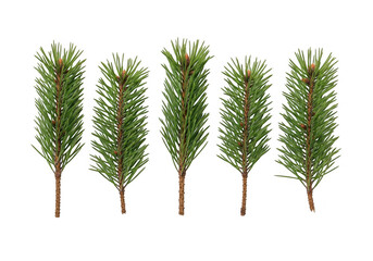 Five realistic pine needles on a black background
