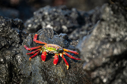 Sally Lightfoot Crab, Isla Isabela, Galapagos Islands, Ecuador